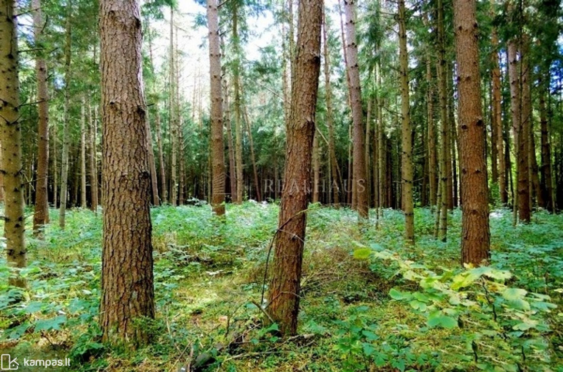 Main Image Širvintų r. sav., Žvagakalnis